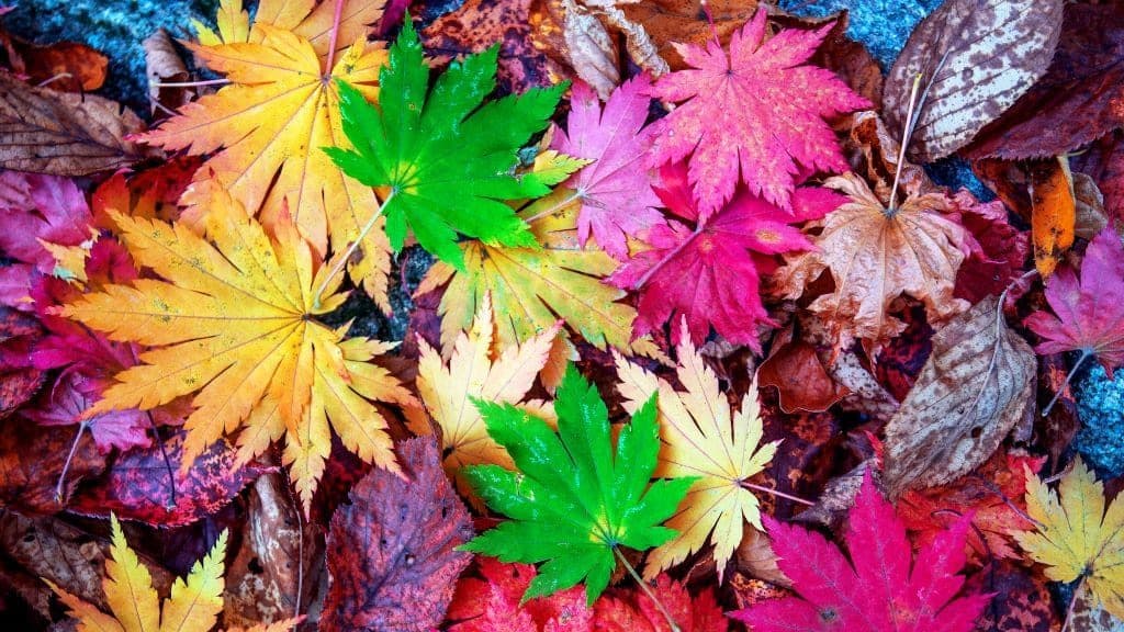 Liberar el poder del color en el desarrollo de la marca