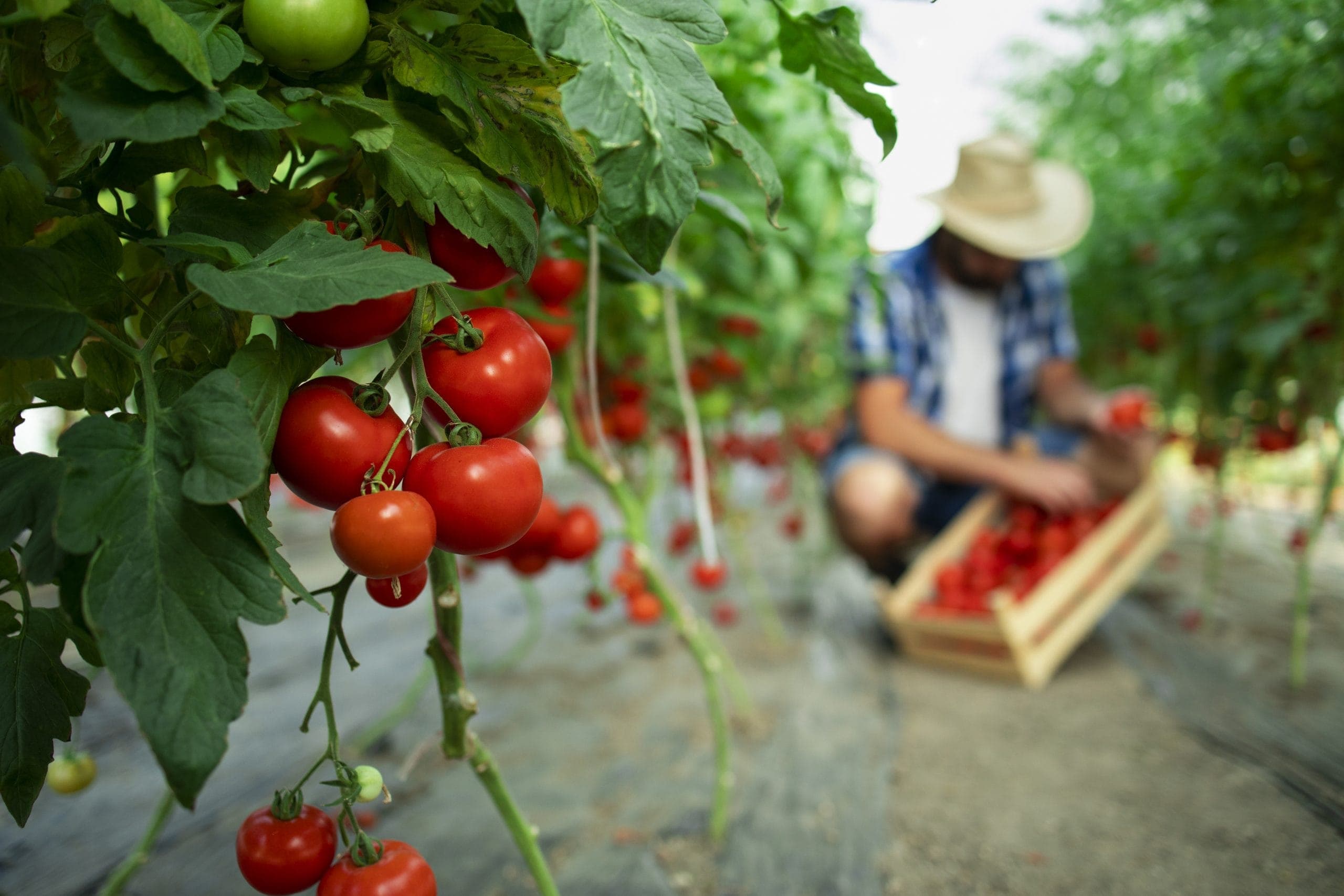 Cultivo de tomates de P&T Valley Farms