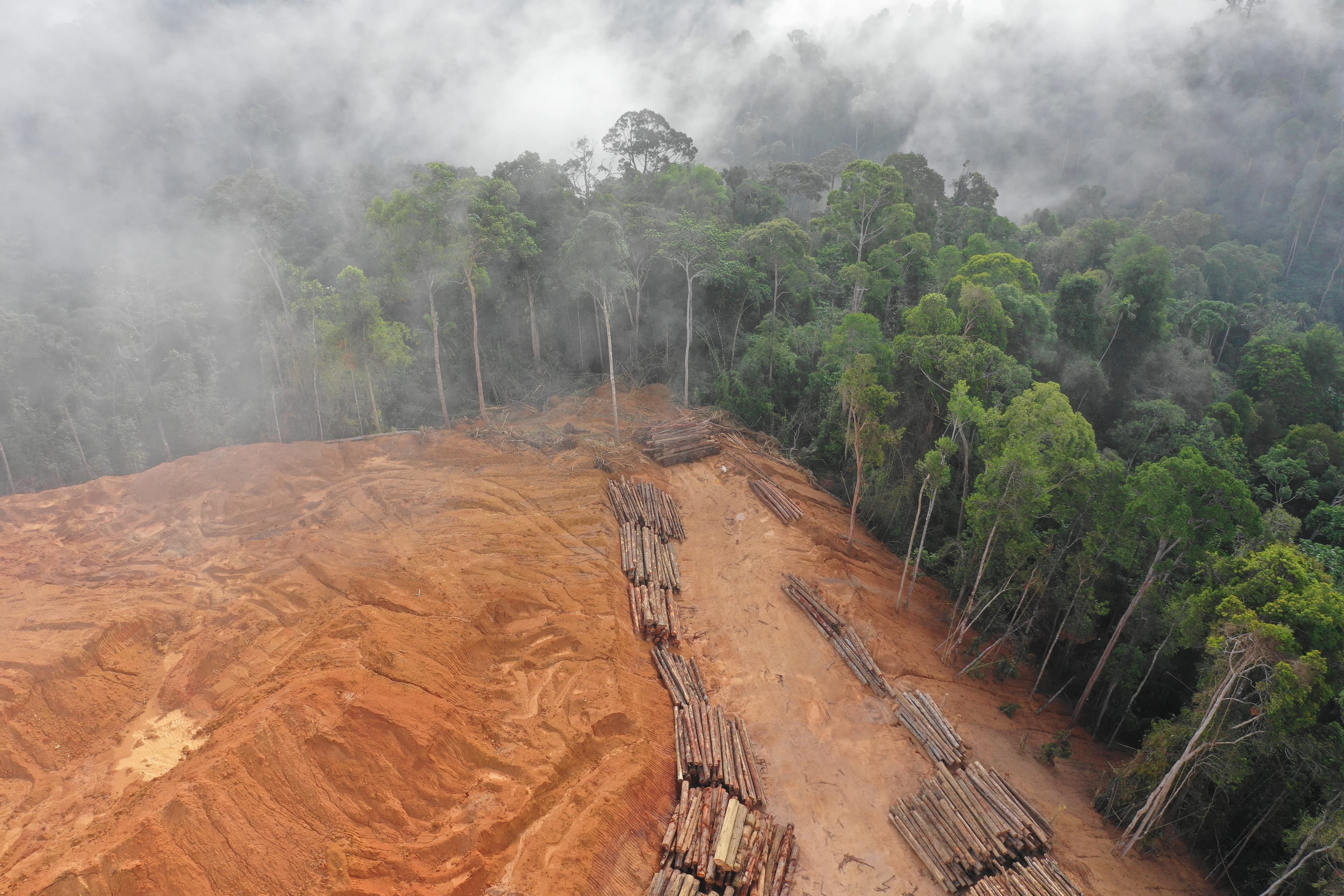 Deforestación — el problema a comunicar