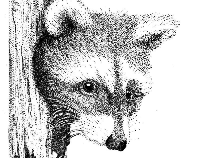 - gradientes de color - stippling raccoon 786x630 1 - web design