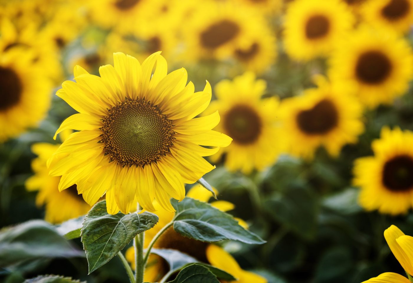 - color - beautiful blossom sunflowers in the field scaled - branding