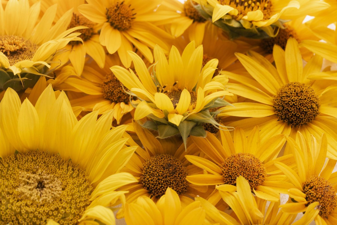 - color - composition of beautiful flowers background scaled - branding