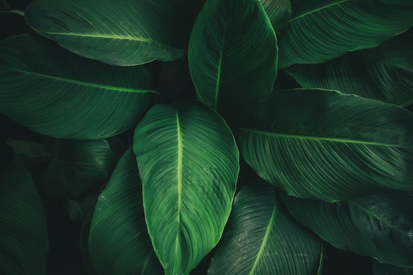 - color - large foliage of tropical leaf with dark green texture scaled - branding