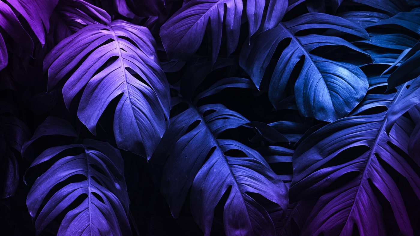 - color - neon tropical monstera leaf banner scaled - branding