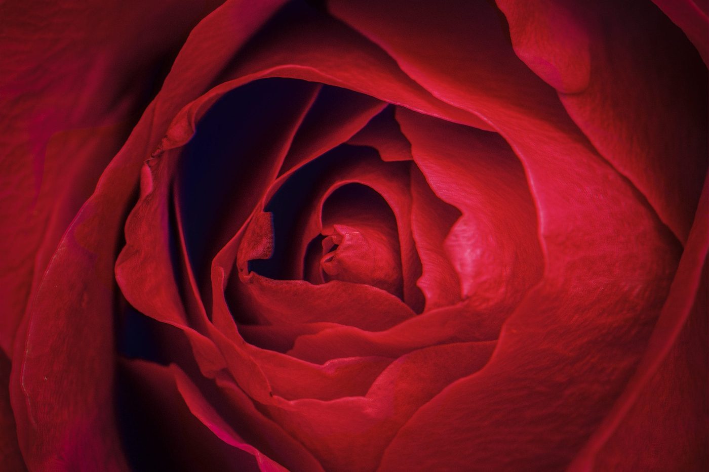 - color - red rose petals macro photography scaled - branding