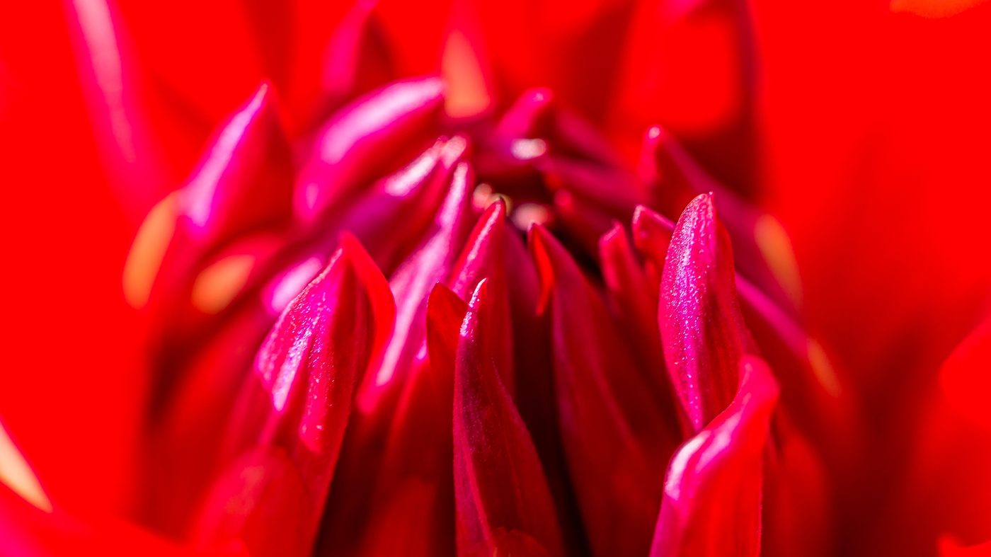 Rojos vibrantes